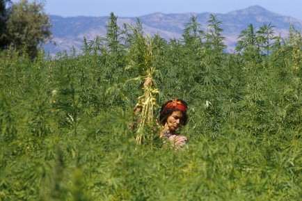 cannainvestors's tweet photo. The USA and others will have to look at helping other Countries supplying Cannabis legislate and develop accordingly or else Traffickers and Criminals will move in and take control. #cannabis #cannabiscommunity #weed #marijuana #thc #cbd #cannabisculture #weedporn https://t.co/PzYTWoUQon