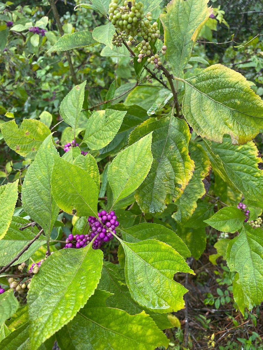 National Forests in FL tweet media