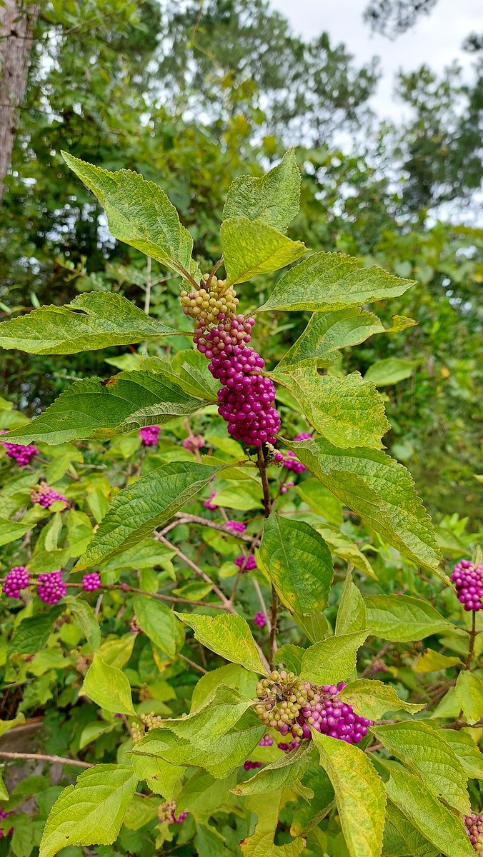 National Forests in FL tweet media