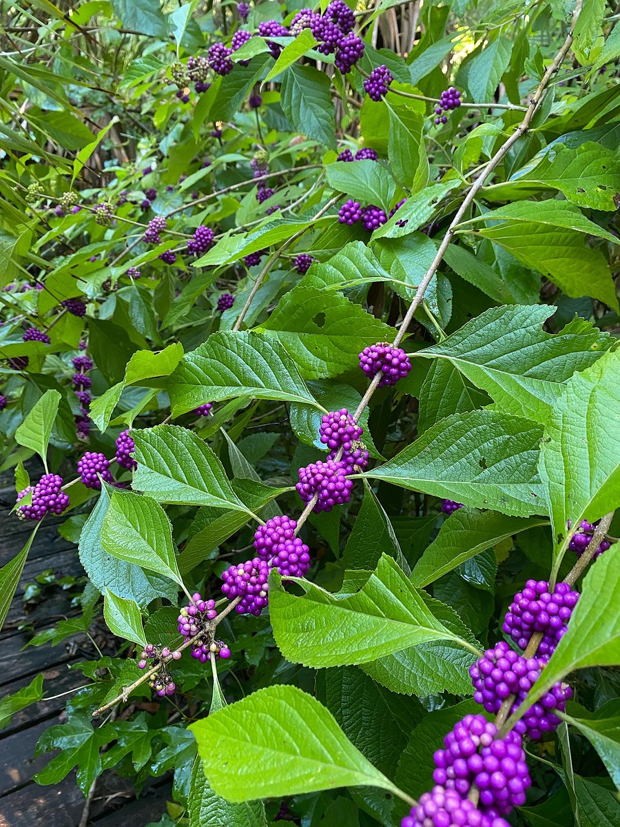 National Forests in FL tweet media