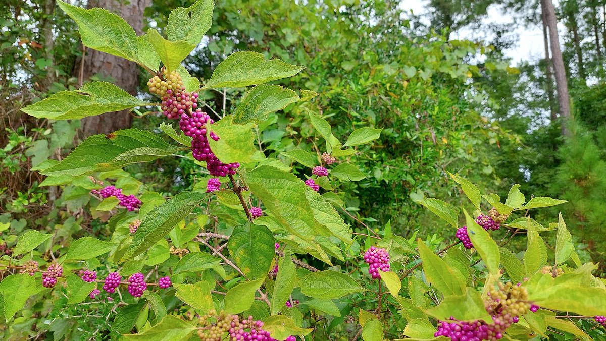 National Forests in FL tweet media