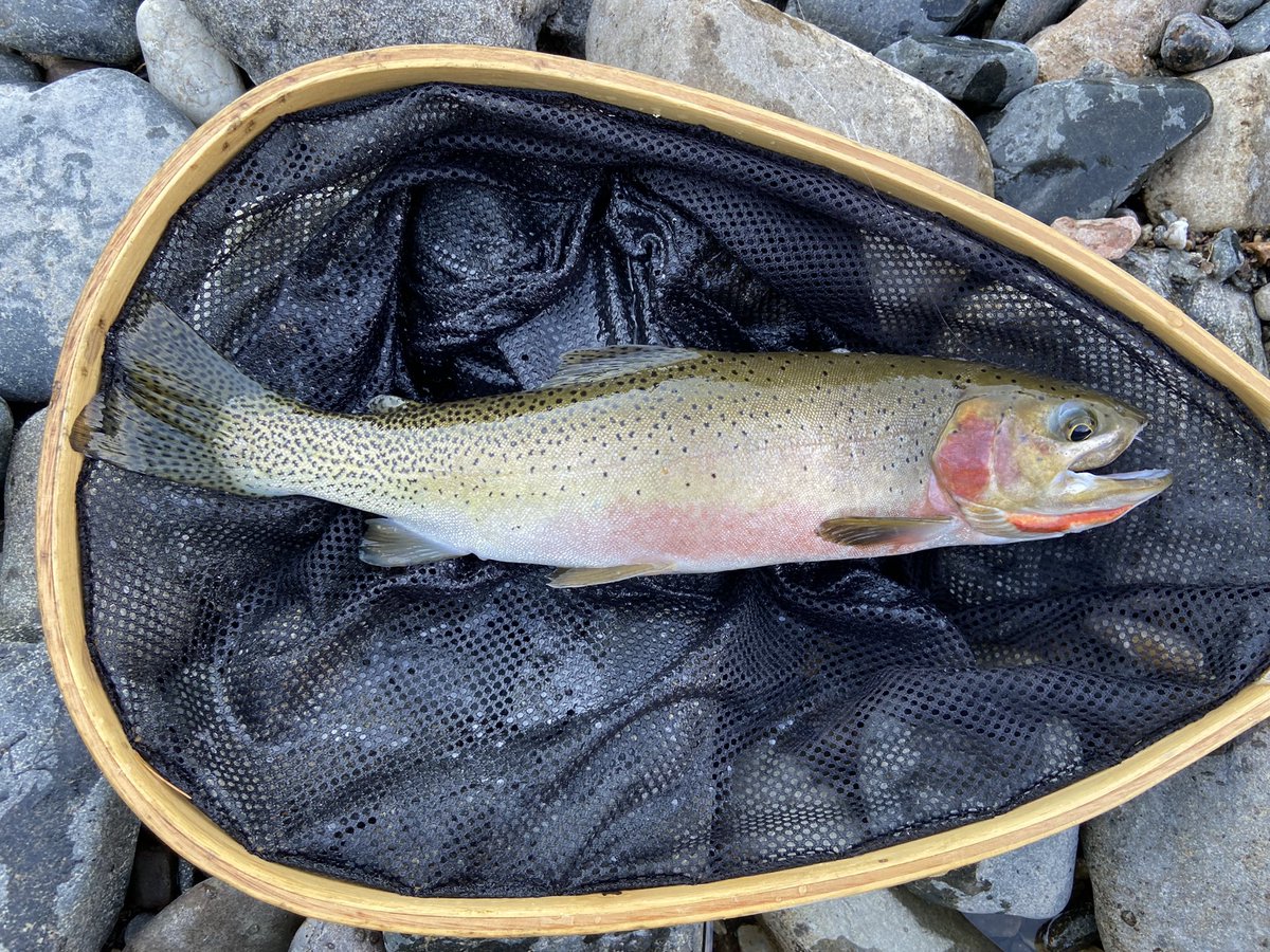 turfgrassfed's tweet photo. Ukko sure knows a good zen spot when he sees one. Happened to catch a fish or two while there 😉 as well. #mindfulness @oncourseturf @mindfulsuper_ https://t.co/pOekFrudnF