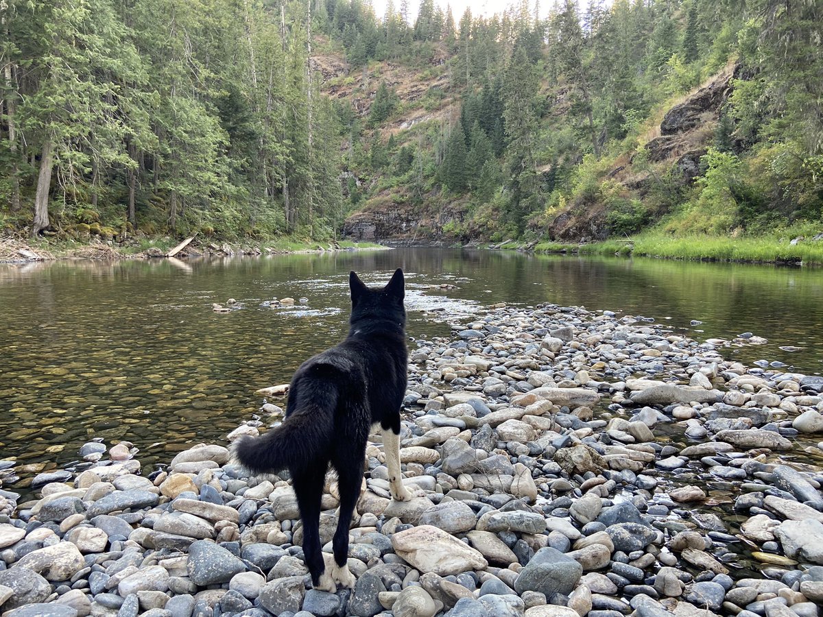 turfgrassfed's tweet photo. Ukko sure knows a good zen spot when he sees one. Happened to catch a fish or two while there 😉 as well. #mindfulness @oncourseturf @mindfulsuper_ https://t.co/pOekFrudnF