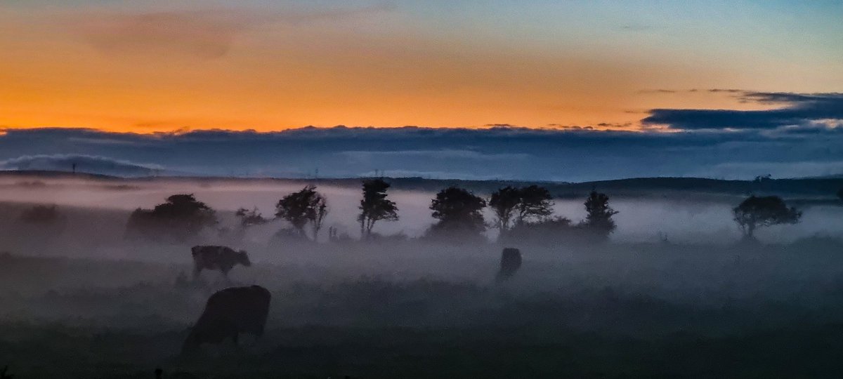 kell_c76's tweet photo. A misty night on @morcambebay #misty #cattle #sunset #clouds @StormHour @StormHourMedia https://t.co/6BtIe6CW0Y