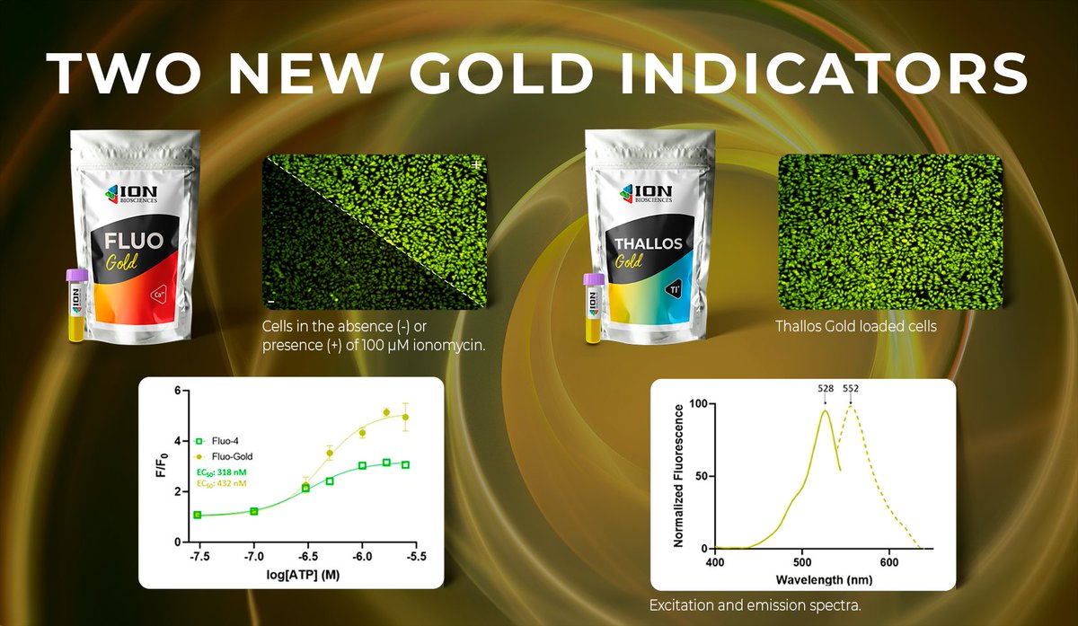 Introducing our newest line of calcium and thallium indicators – Fluo-Gold and Thallos Gold. Red shifted ex/em to reduce overlap with GFP. Multiplex ready.

#ionchannels #drugdiscovery #pharmacology #potassium #calcium #fluorescence #highthroughput