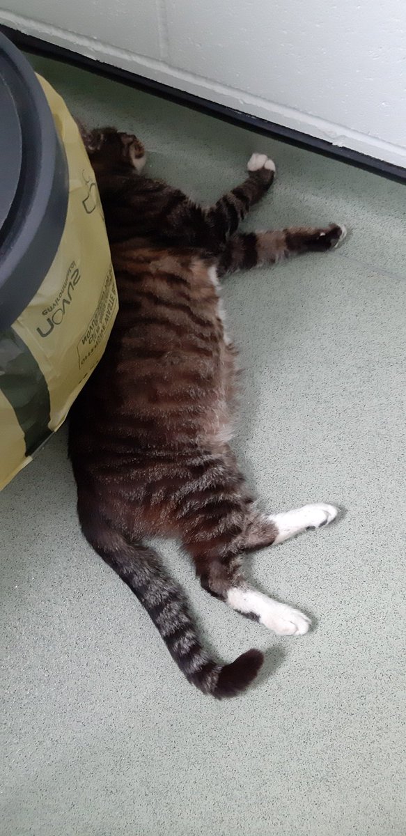 radicalhoneybee's tweet photo. I am at the vets with #SolidDennis, where he is having his diabetic health check. He is currently putting his training as a murder mystery victim to good use. Those acting classes were worth the expense after all. https://t.co/fm8vqClylE