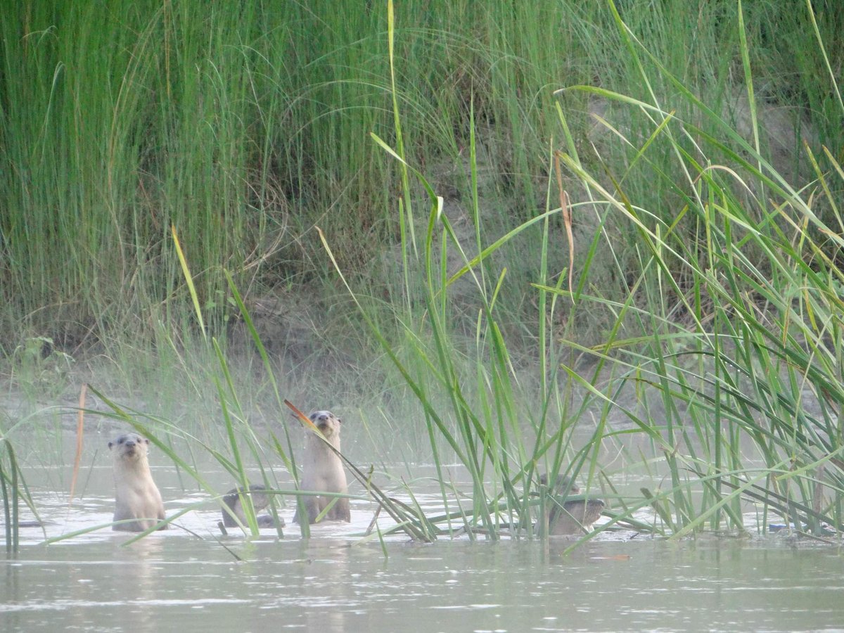 OtterOfHimalaya's tweet photo. Smooth coated otters in the Geruwa river near by Dalla Home stay, Bardia.
Photo: Gobinda Yogi, CBAPU Dalla
#OttersOfHimalayas #NepalOtter #weloveotters #HimalayanOtterNetwork #Nepal #OtterMatter https://t.co/njZE29B7LO