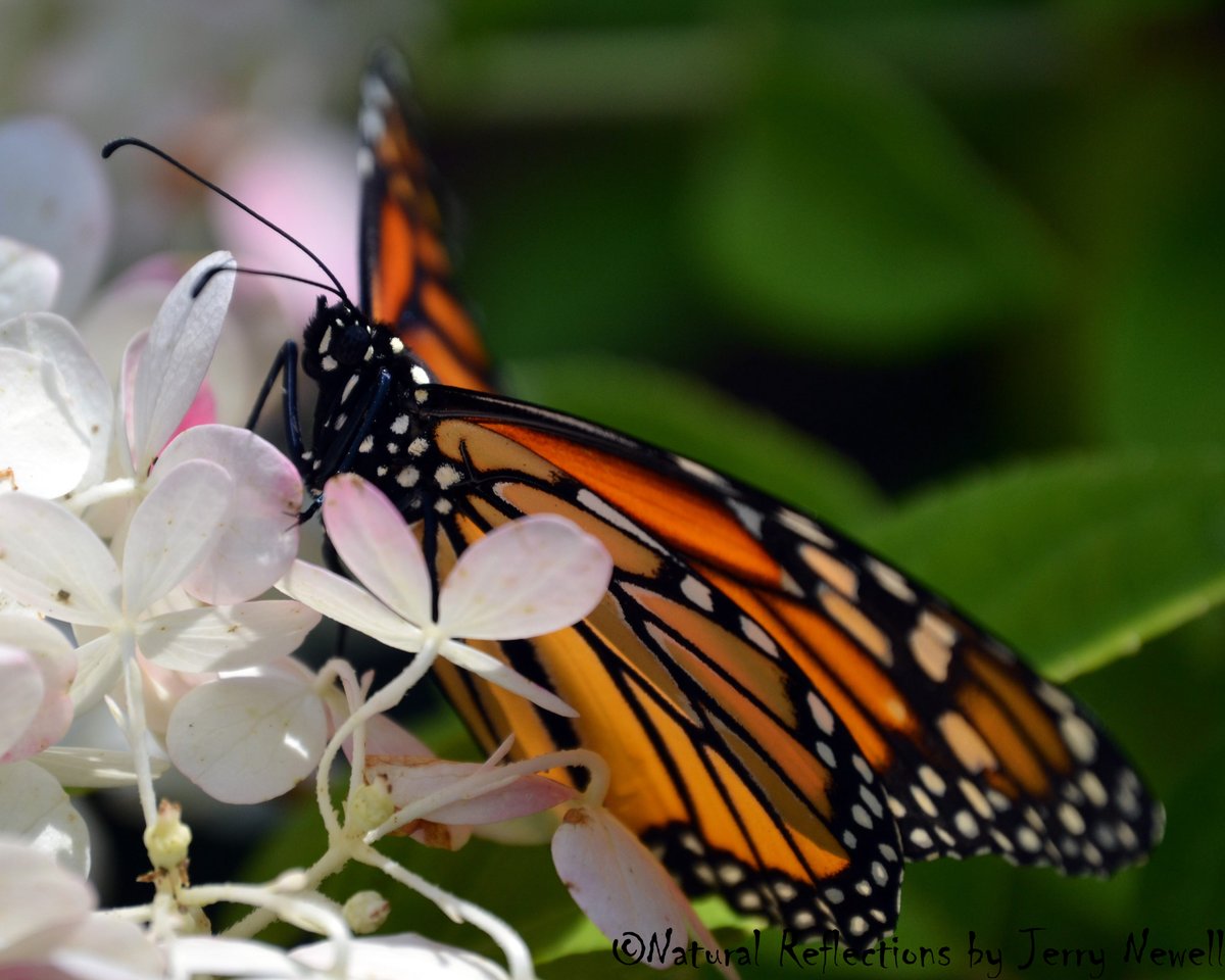 JerryNatReflect's tweet photo. Saw #Butterflies trending and said yeah I got a few of those!!!
Here is my favorite!
#naturalreflections #photography #photographer #photooftheday #nature #NaturePhotography #NatureBeauty #naturelovers https://t.co/PmBrNMMtrZ