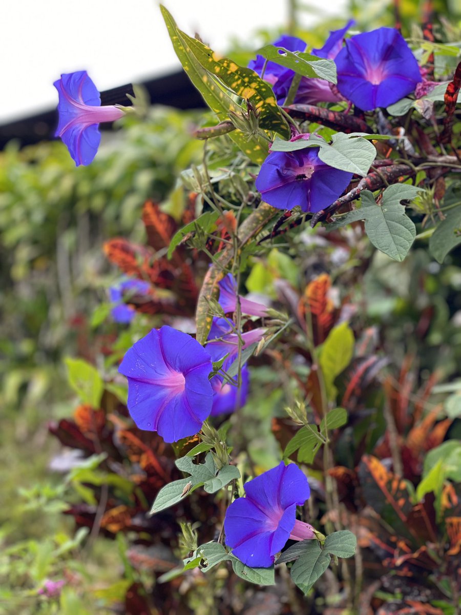 HandyGingerGal's tweet photo. Well, hello there my pretties 😁
#fromthebackyard https://t.co/OIN4ZdyRvF