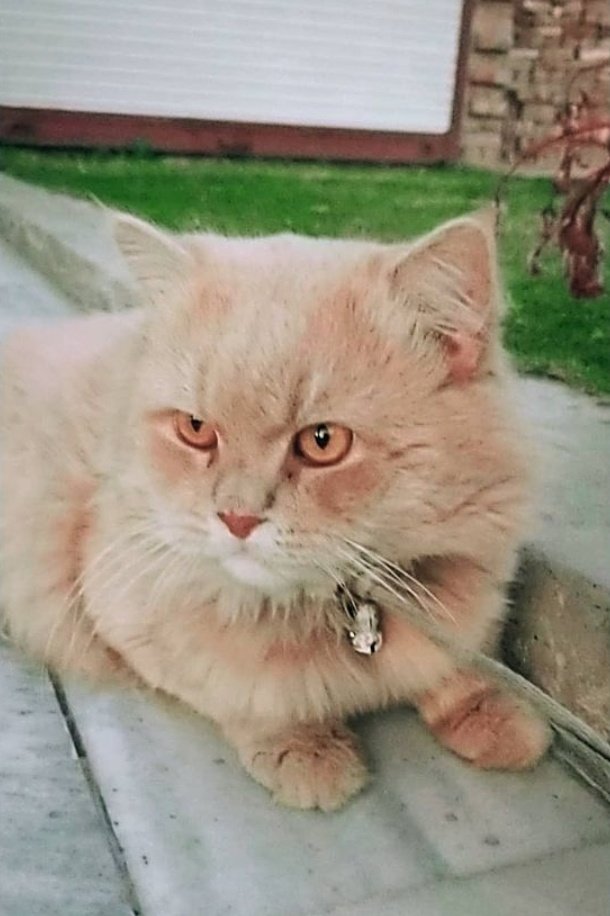 15August1929Hrs's tweet photo. Meet nush 🥰
#cuteeee https://t.co/zsQVIp2jsZ