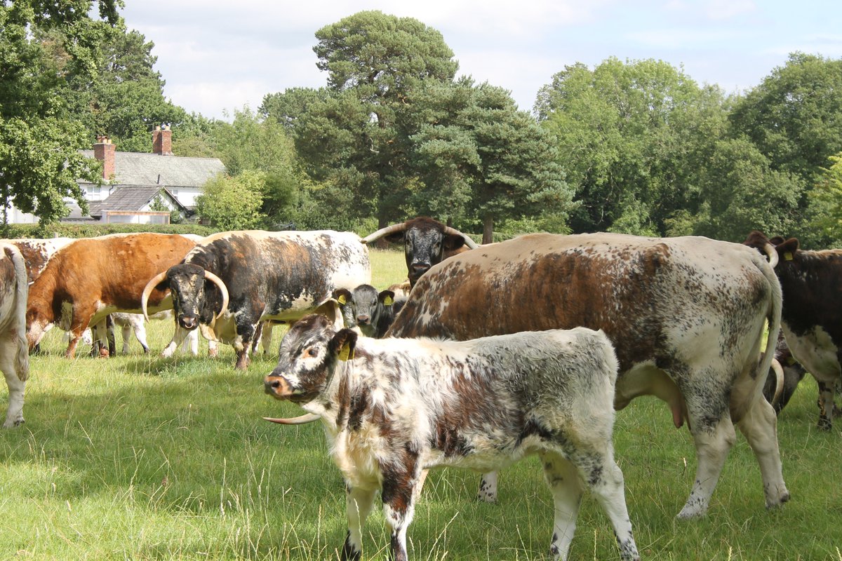 The Society's summer visit was to <a href="/BollinValley/">Bollin Valley</a> Partnership on Sunday 21 August.  A fabulous day seeing the cattle and having talks &amp; demos from industry professionals. Thanks all! <a href="/ForFarmersUK/">ForFarmersUK</a> <a href="/BuitelaarGroup/">Buitelaar Group</a> <a href="/m19mao/">Michael Oakes</a> <a href="/LizHoggarth/">Liz Hoggarth 🇺🇦</a> <a href="/Chelfordfarm/">ChelfordFarmSupplies</a> <a href="/cheshirepolice/">Cheshire Police</a> <a href="/Bagshawsest1871/">Bagshaws LLP</a>