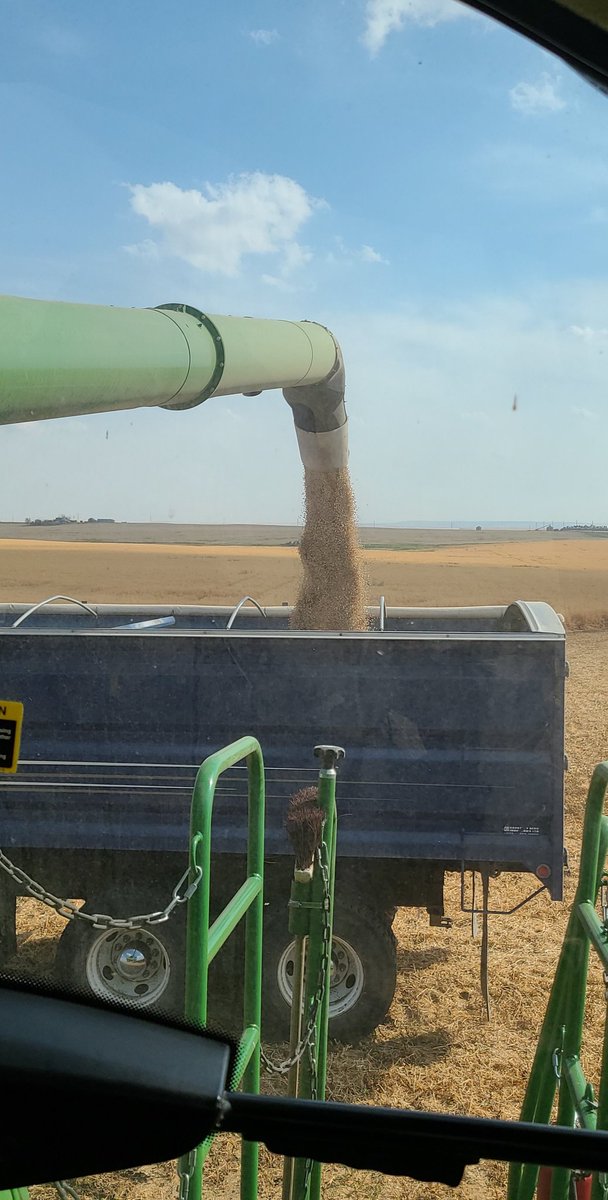 Had to wait for crop adjuster to come look at elk damage before we could start on peas then we got 1/2" of rain overnight. #harvest22 is off like a herd of turtles