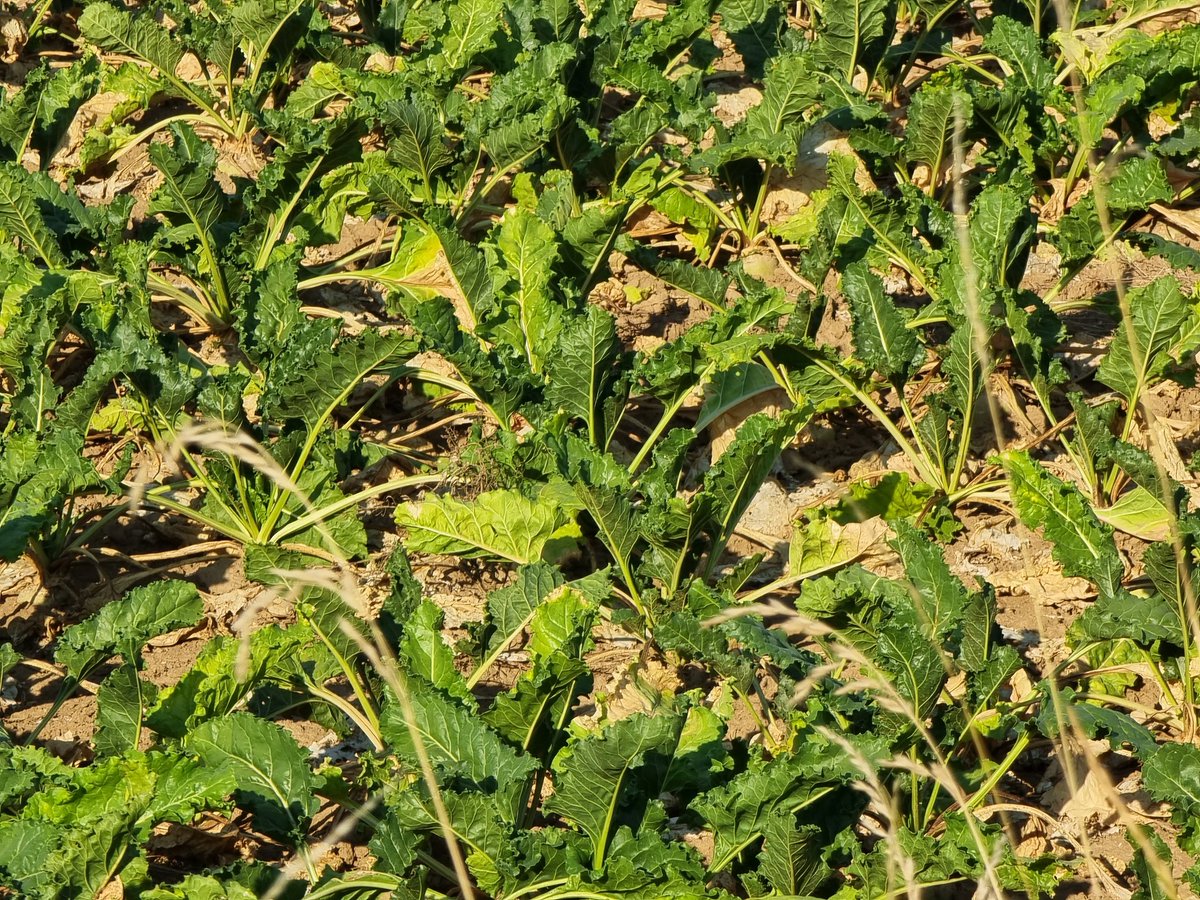 Still too optimistic!