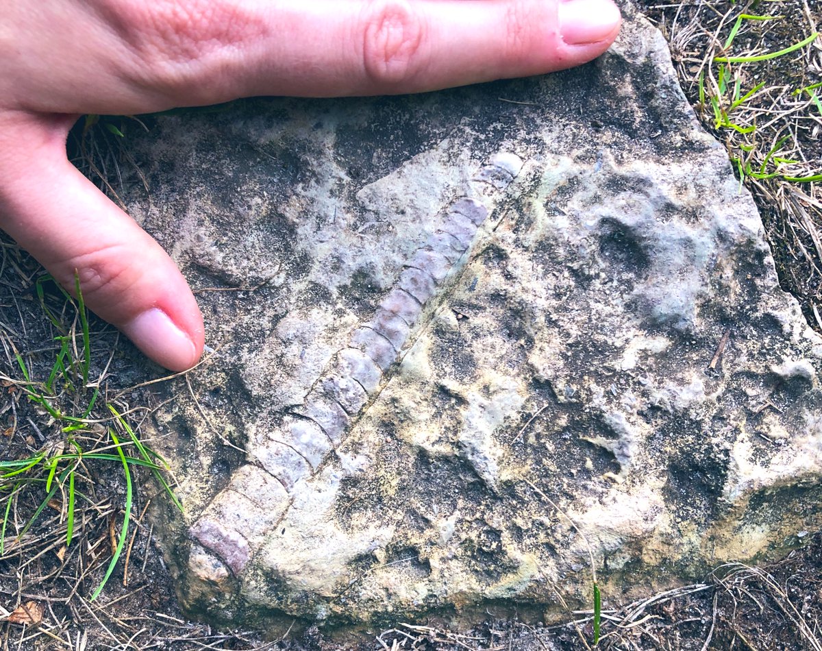 ManningerTanja's tweet photo. Take a look at the nice #fossil I found on a walk. I’m pretty sure it doesn’t origin from #Berlin or the near surrounding area. Most likely it is part of moraine sediment or debris from settlements. https://t.co/WBMh3hfuZu