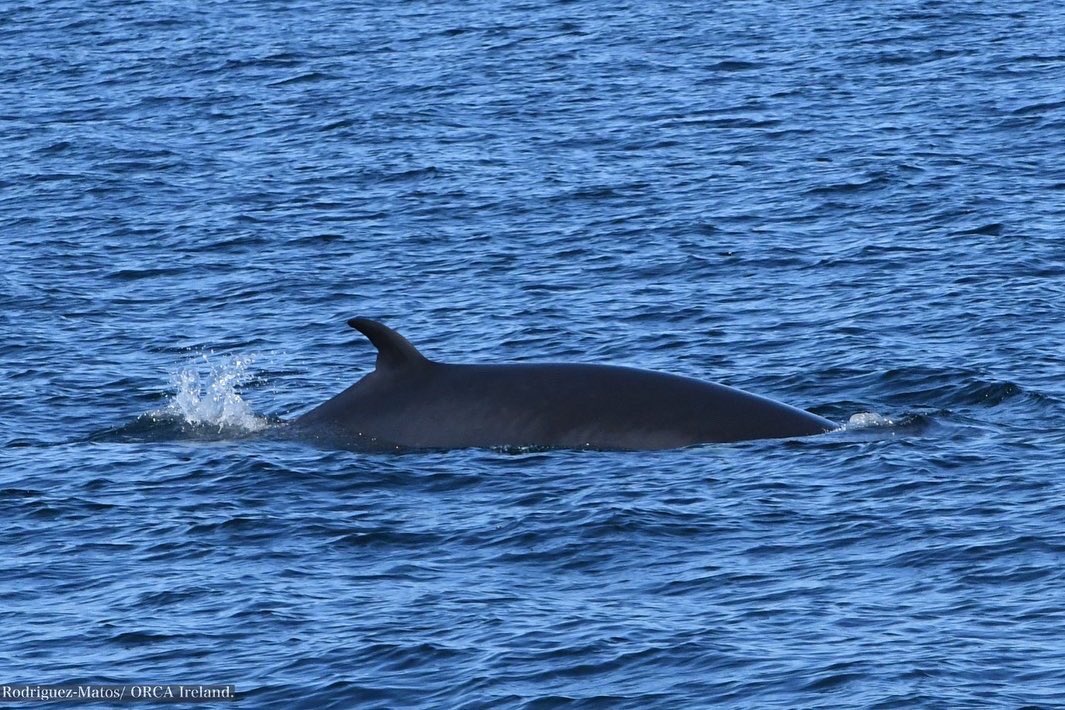 ORCA_NI's tweet photo. Minke whales (Balaenoptera acutorostrata) photographed by RA Patricia Rodriguez Matos onboard @AquaventureSki last week 😍😍😍 #minkewhale #research #photography https://t.co/KkYxIpJIOq
