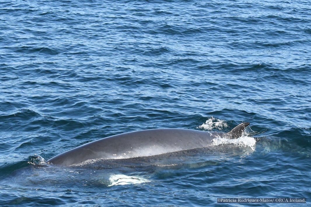 ORCA_NI's tweet photo. Minke whales (Balaenoptera acutorostrata) photographed by RA Patricia Rodriguez Matos onboard @AquaventureSki last week 😍😍😍 #minkewhale #research #photography https://t.co/KkYxIpJIOq