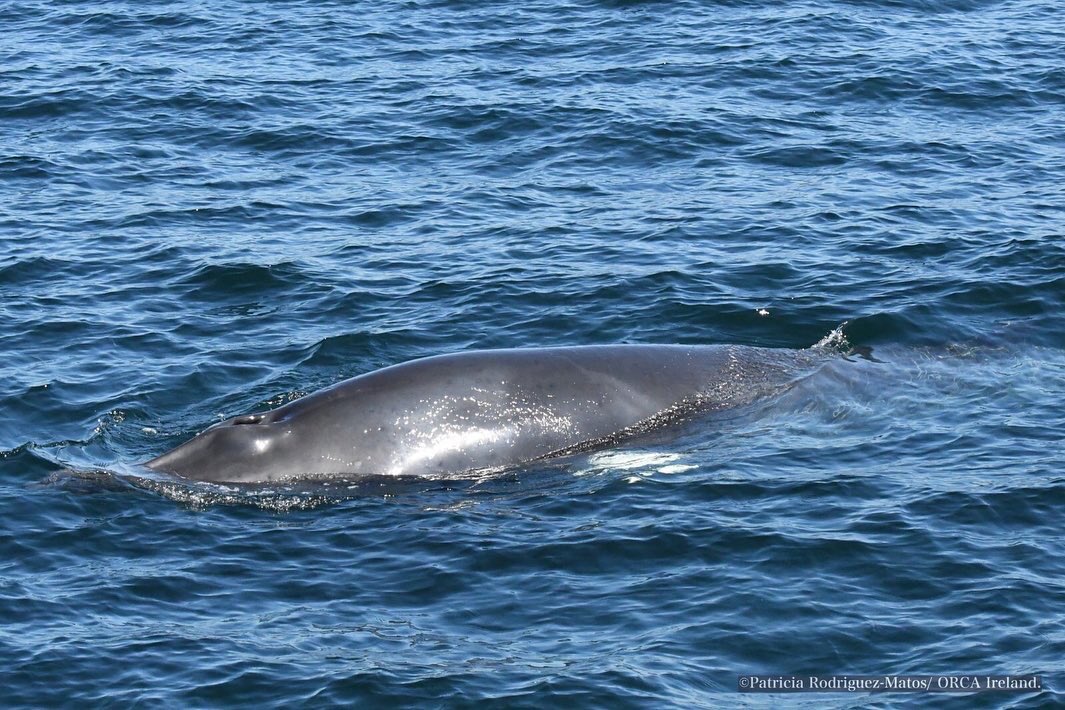 ORCA_NI's tweet photo. Minke whales (Balaenoptera acutorostrata) photographed by RA Patricia Rodriguez Matos onboard @AquaventureSki last week 😍😍😍 #minkewhale #research #photography https://t.co/KkYxIpJIOq