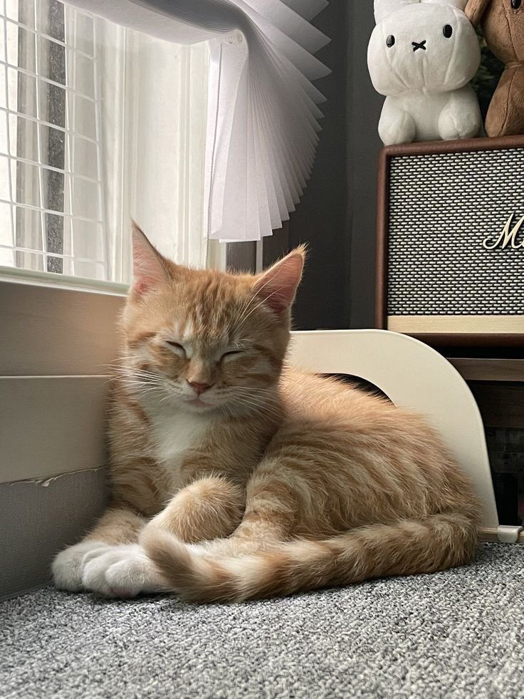 monsoonfiIm's tweet photo. I forgot to update everyone on my cat’s name. Anyway, everybody, say hi to Leo! https://t.co/W9HOna5A2N