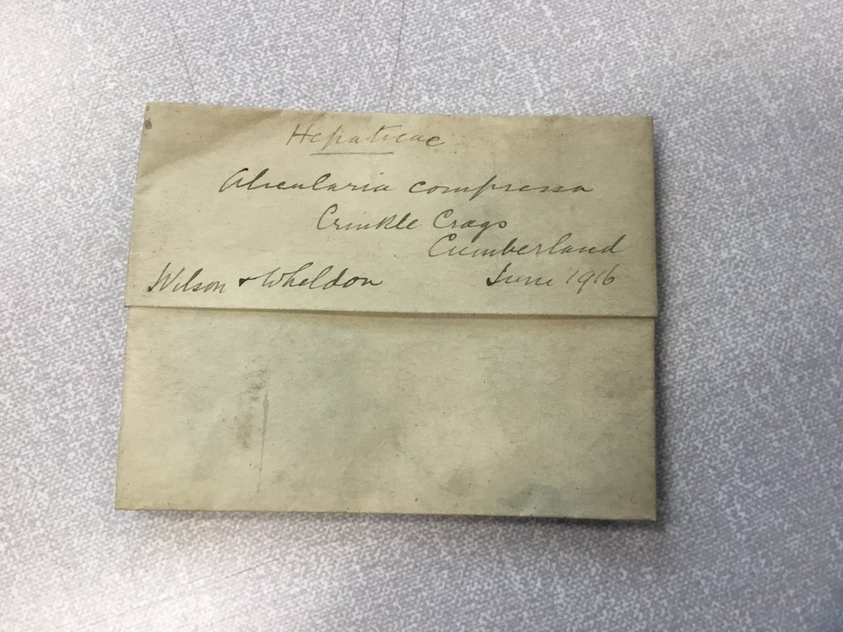 Herbarium Manchester tweet media