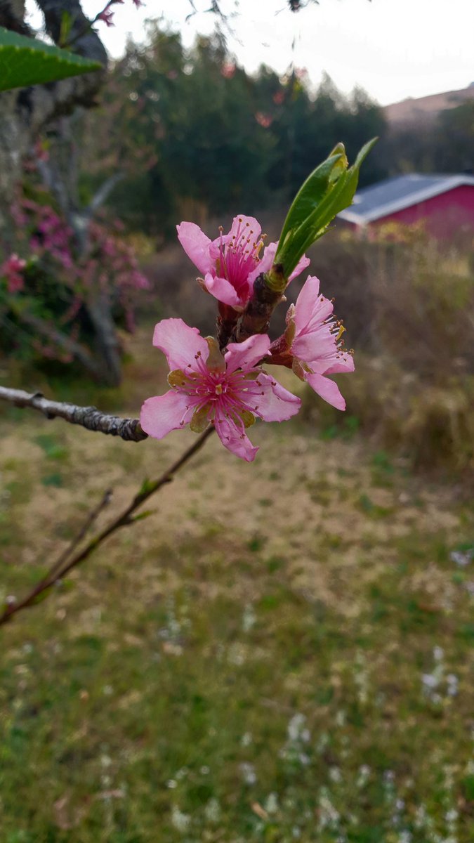 @ConstructionMM <a href="/newnazarite/">Carl Beech</a> @Canonjjohn <a href="/KatharineMHill/">Katharine Hill</a> <a href="/didimarq/">didi marques 🐼</a> <a href="/Konnectradio/">Konnect Radio</a> <a href="/GrowingHopeUK/">GrowingHope</a> <a href="/CVMen/">CVM</a> @UnbelievableJB <a href="/lucepeppiatt/">Lucy Peppiatt</a> <a href="/29_11prosperity/">29:11Prosperity</a> <a href="/KevinSmithQS/">Kevin Smith</a> <a href="/GoSocialSA/">Jacqui Kimmel</a> <a href="/MikeGConcrete/">Mike Goodwin</a> Thanks John. Here are some peach blossoms for yourself and everyone.

🙏🏻🌸✝️🧎🏻‍♀️