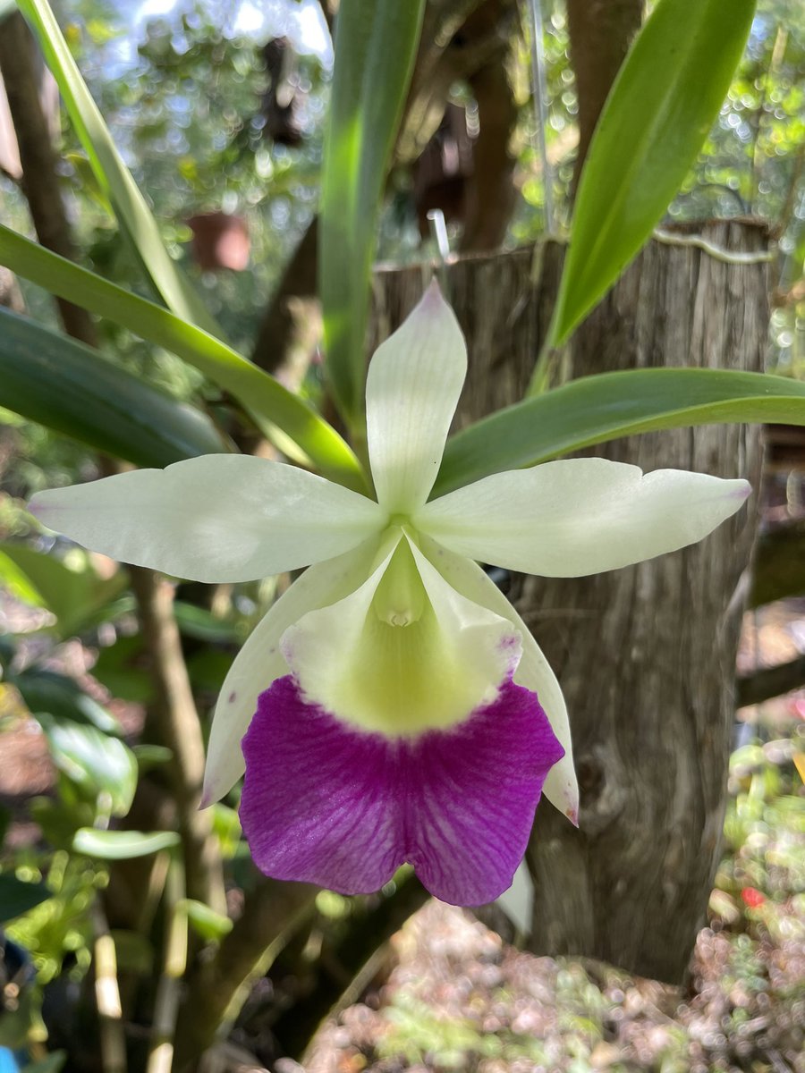 FLTall's tweet photo. Blc. Windward Flare 'Hawaii' 
A bag baby orchid from late Winter that I found in spike. Blooming a second time with new growth too. #bagbaby @BetterGro #orchid #orchids #orchidlover https://t.co/OyOtQF6QCB