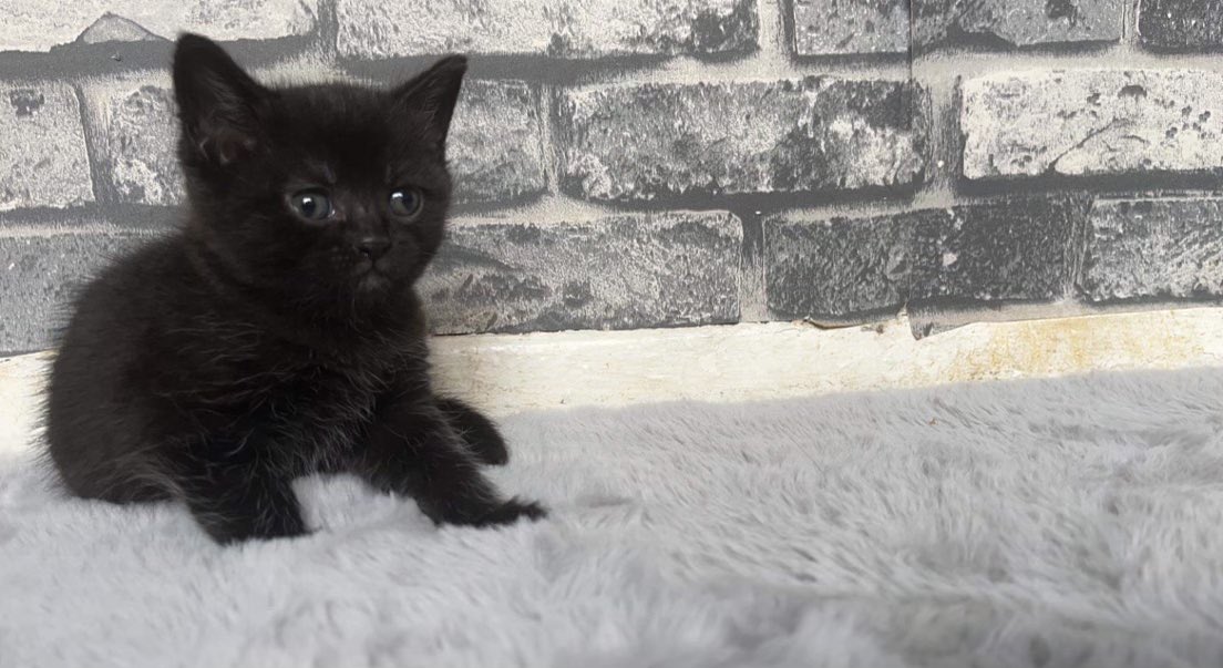 DaddyB£toestomp on Twitter "This is my new kitten which is now ready