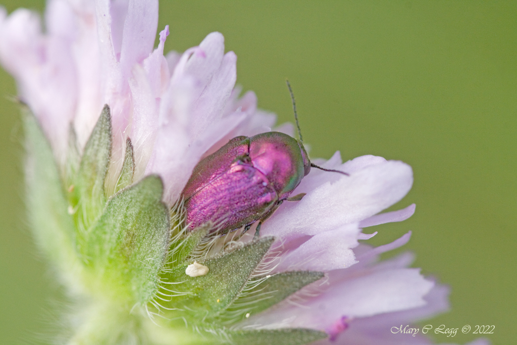 pogomcl's tweet photo. @rockwolf74 @Beetle_Guy @ColeopSoc @MacroHour #MacroHour Cryptocephalus sericeus #Macrophotography #canonphotography #Beetles #Coleoptera #shinything https://t.co/s43ND4C7SH