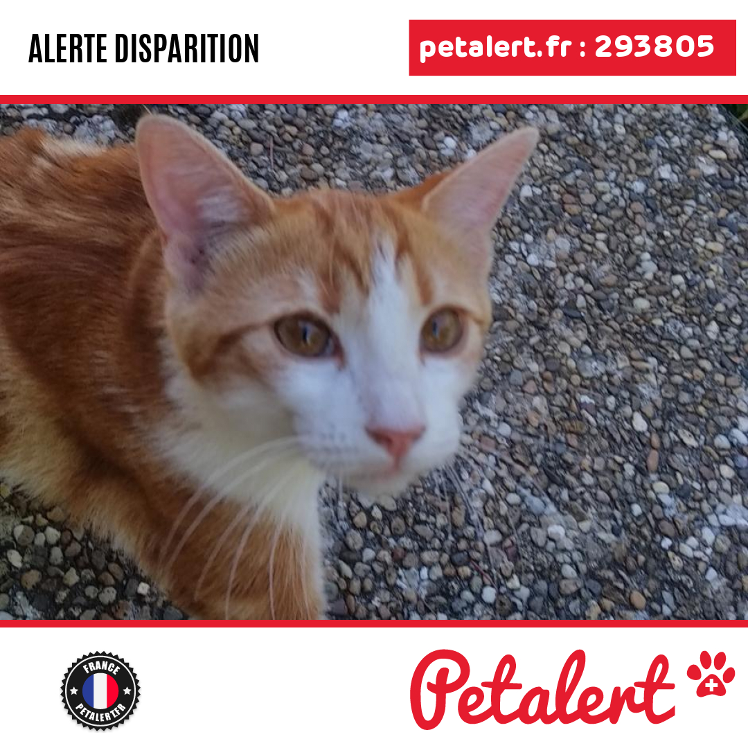 petalert_france's tweet photo. Disparu #Chat #AlpesDeHauteProvence #DigneLesBains #Petalert  #PetAlert04 / https://t.co/JDRd6VwFmt https://t.co/pn0Viogt9b