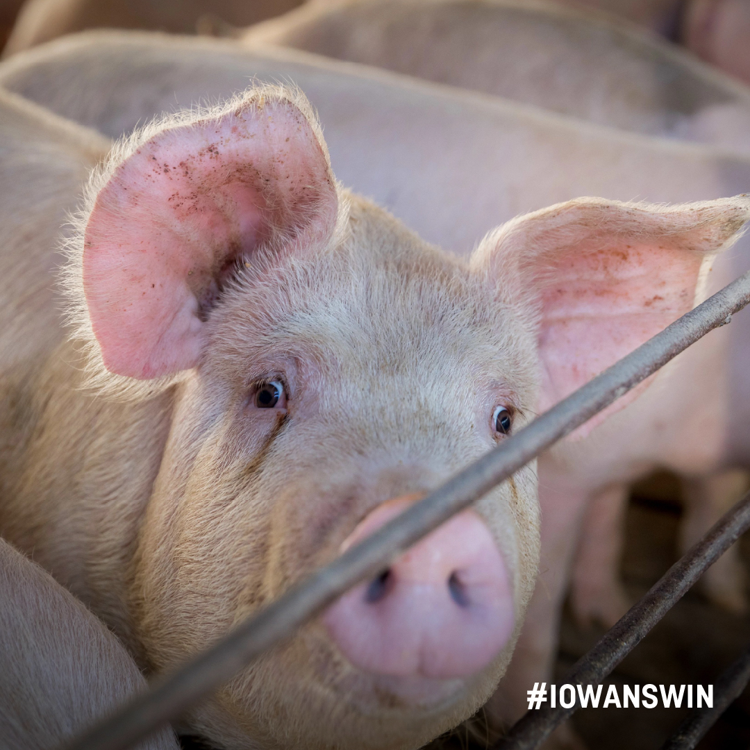 iowa_corn's tweet photo. Protein-packed pork, corn-fed beef, nutritious dairy, eggs every day - they all start with corn. https://t.co/s5JQssiz5s

#iowanswin #corngrowsiowa #corn #fieldcorn https://t.co/WDnE2cH67X