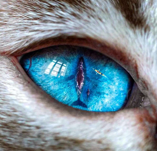 The Gray Brief tweet media