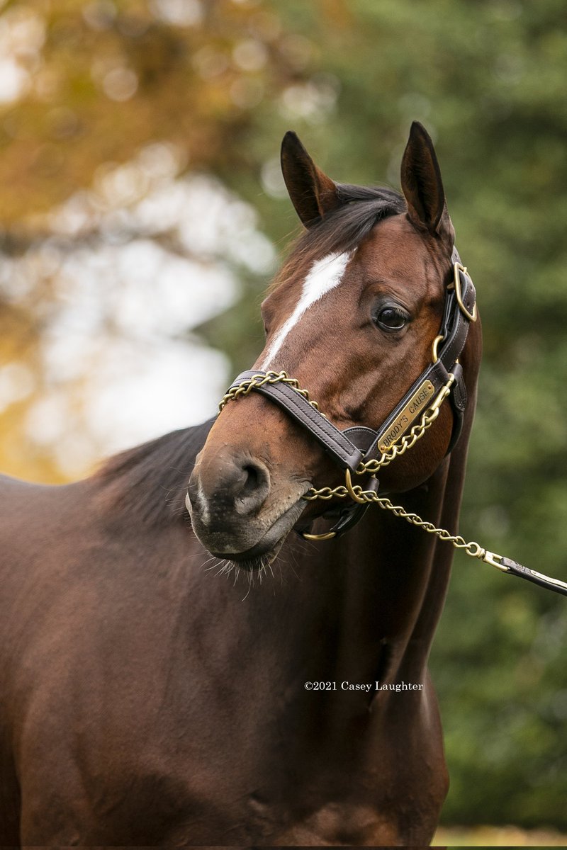 casey_laughter's tweet photo. Brody's Cause is headed to Pennsylvania for the 2023 breeding season! #Spendthrift #PAsire #G1SW #Equistar https://t.co/56QennIf8V