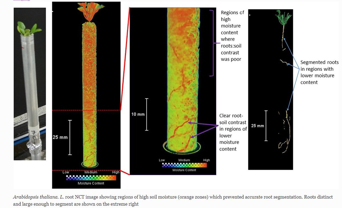 GenovevaBurca's tweet photo. Hot off the press ... new combined #xrayimaging and #neutronimaging study on Arabidopsis thaliana #science
@isisneutronmuon @DiamondLightSou @sheffielduni

https://t.co/5GbZjuijpO https://t.co/aK1OuoCO9R