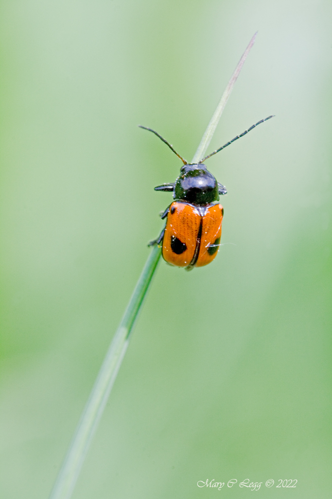 pogomcl's tweet photo. @rockwolf74 @Beetle_Guy @ColeopSoc
@MacroHour #MacroHour Clytra laeviuscula #Macrophotography #canonphotography #Beetles #Coleoptera #shinything https://t.co/d98VeUN7yN