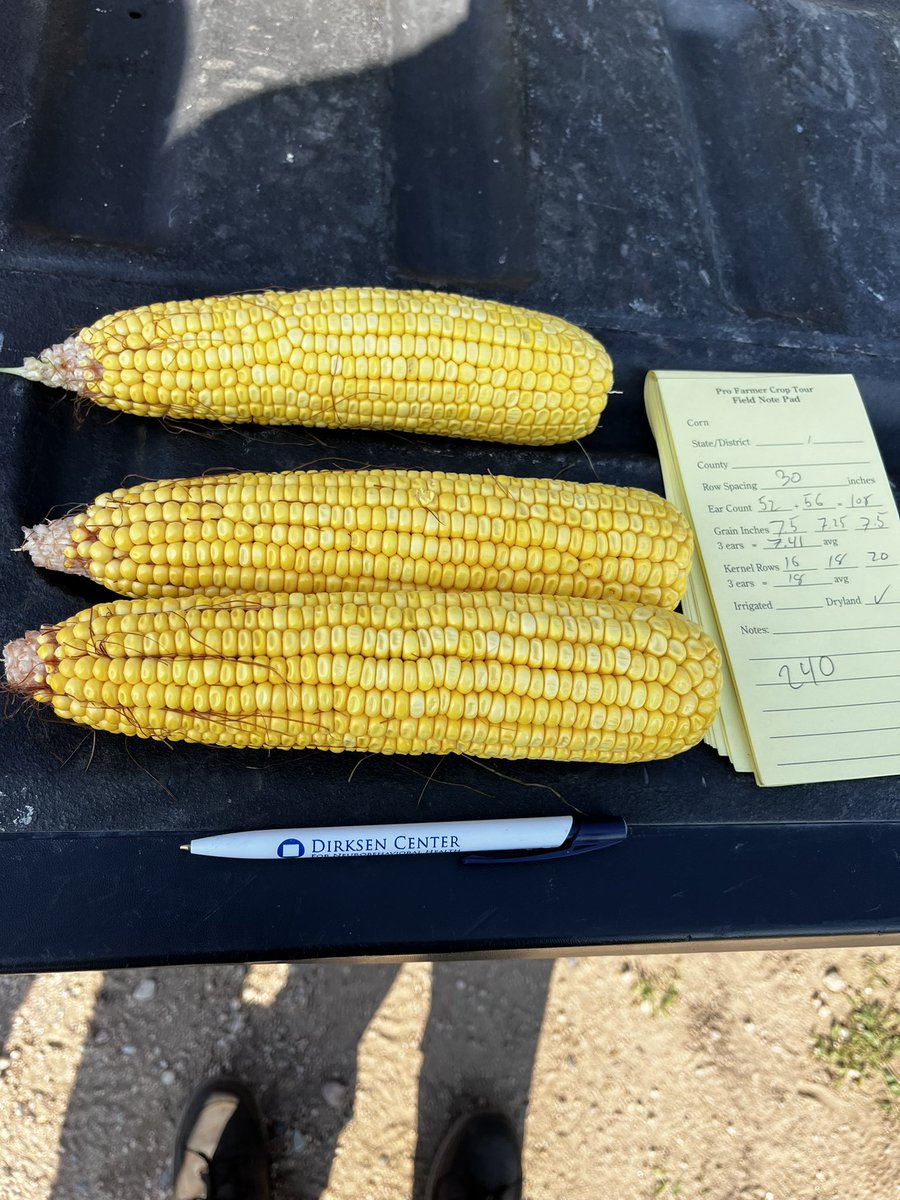 TheTedSpread's tweet photo. And then there’s this. Dry land corn in Polk co NE. Maybe some of the best I’ve ever seen in Nebraska. 240 😮 #pftour22 https://t.co/UB3sWasRH3