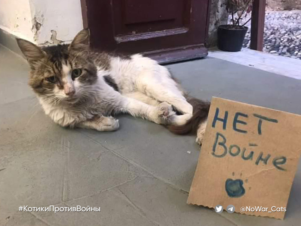 Ален Делон уже не молод, но за мир ещё коготь поднять готов!
#НетВойне #КотикиПротивВойны