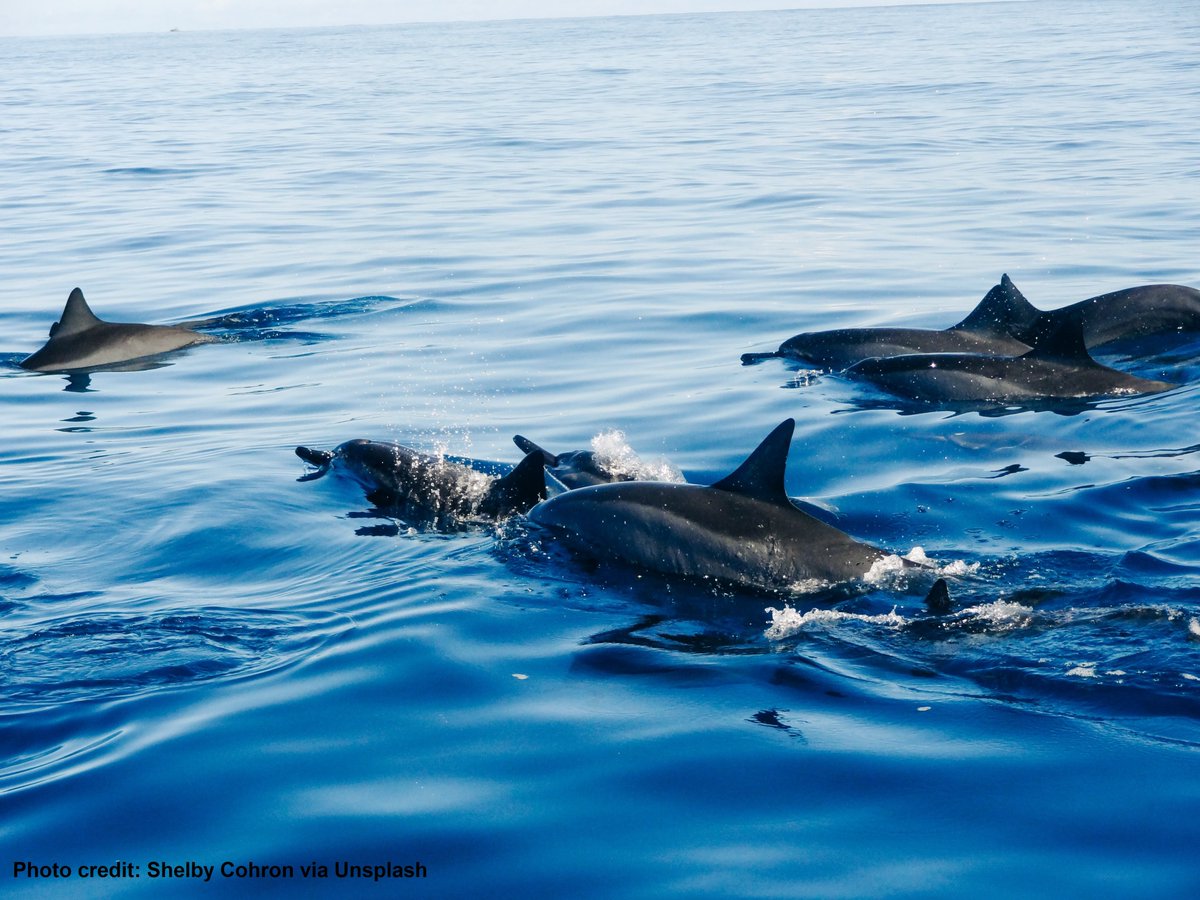SeaScotland's tweet photo. The #SeaScot22 conference report is now available on our website!👉https://t.co/ocjJ59MB5p

A huge thank you to our sponsors, speakers and delegates for a great conference.🐳🥂

🌊If you want to support or be involved in Sea Scotland 2023, please give us a shout! https://t.co/g56IjlIAxY