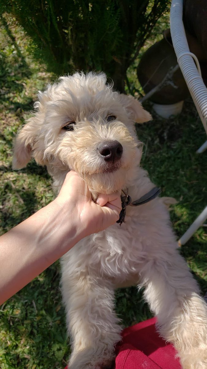 mstrrlz's tweet photo. Busca a sus dueños😭 encontrada el 22/8/22 detrás de Parque Serenidad Villa Elisa, estará bajo resguardo hasta dar con sus dueños. Debe de demostrar que es el dueño legítimo. 0994566086 Porfavor ayúdanos a llegar hasta sus dueños❤️
@perdidospy https://t.co/SJKkrdTpjU