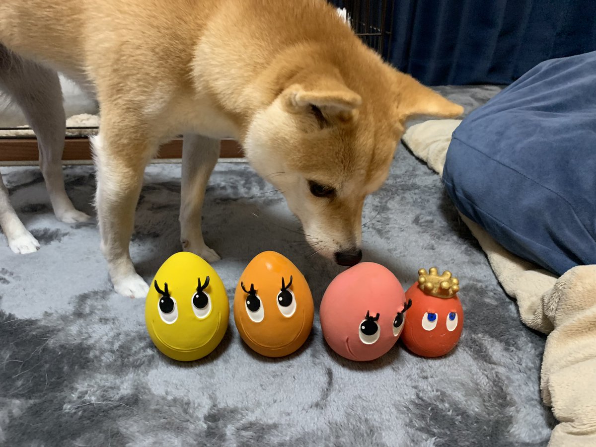 プレゼントにもらったNewたまごちゃんと、きなこのたまごちゃんシリーズ🪺🧡