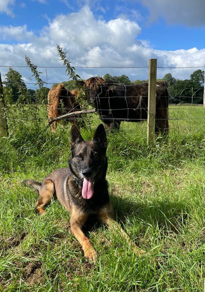 PSOSDogs's tweet photo. Well done to #PDBen and his handler who located a missing person yesterday in the Carluke area. During the search Bens handler sustained an injury to her foot. We hope she heals up soon #KeepingPeopleSafe #TopTeam 🐾🏴󠁧󠁢󠁳󠁣󠁴󠁿 https://t.co/bB87Q4TZZq