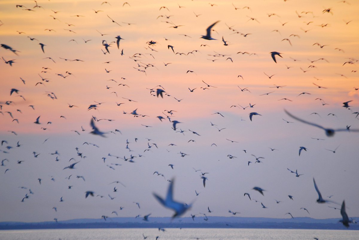 BritishEcolSoc's tweet photo. Over the last couple of decades, one major population of Europe’s Roseate Terns has seen phenomenal growth thanks to a simple conservation strategy employed by the Islands wardens... 🧵
https://t.co/GaC6Nn4X64
#Ornithology https://t.co/jQLiiFmbRP