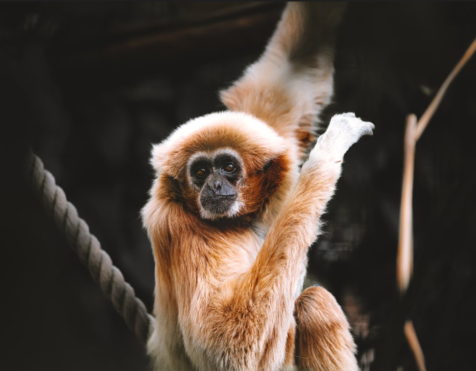 WelshMountainZo's tweet photo. Lar Gibbons are arboreal animals - meaning they spend most of their lives up in the trees! π΄
#LarGibbon #FunFacts #OurPrimates #SupportingConservation #WelshMountainZoo #NationalZooOfWales #Snowdonia360 #TenTop
π· Chris Willz Photography & Film https://t.co/U1YsQMMyID