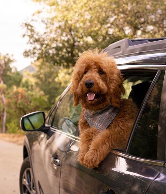 Anderson_Subaru's tweet photo. Dog parks in our future! 🐾
#AndersonSubaru #Subaru #SubaruLovesDogs #SubieNation #Adventure #Outdoors https://t.co/hnNjYYPIct