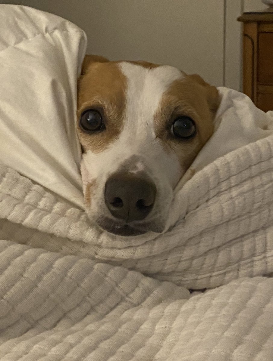 truman_human's tweet photo. I gotz another ear infection guys- not feeling too hot 😞 #trumanthehuman #dogsoftwitter https://t.co/acE6ckCMpX