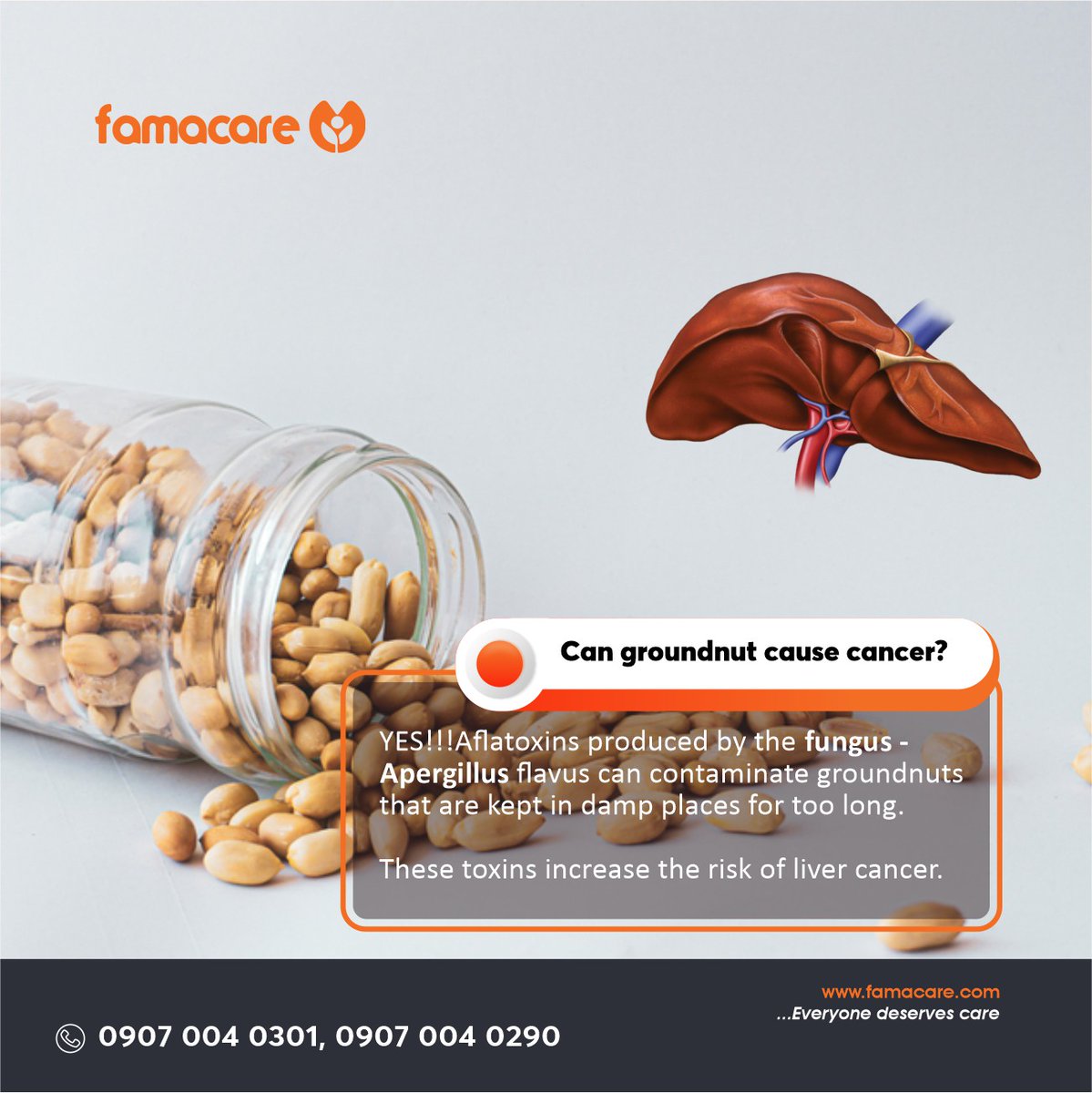 famacare's tweet photo. Can groundnut cause cancer??
YES!!!
Aflatoxins produced by the fungus- *Apergillus flavus* can contaminate groundnuts that are kept in damp places for too long.
These toxins increase the risk of liver cancer.
#Health
#Cancer
#famacare https://t.co/nx0cQeaQH5