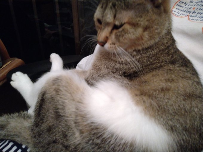 もちまる日記はやらせでかわいそう 炎上やアンチが多い理由なぜかも詳しくご紹介 Catハウス