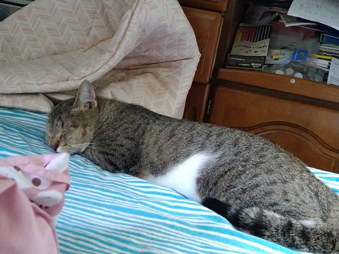もちまる日記はやらせでかわいそう 炎上やアンチが多い理由なぜかも詳しくご紹介 Catハウス