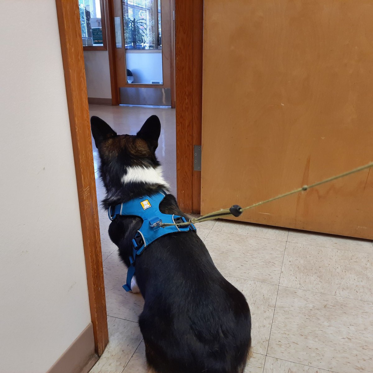"What's going on out there???" Doodles, a harmless nosey corgi. 🐾