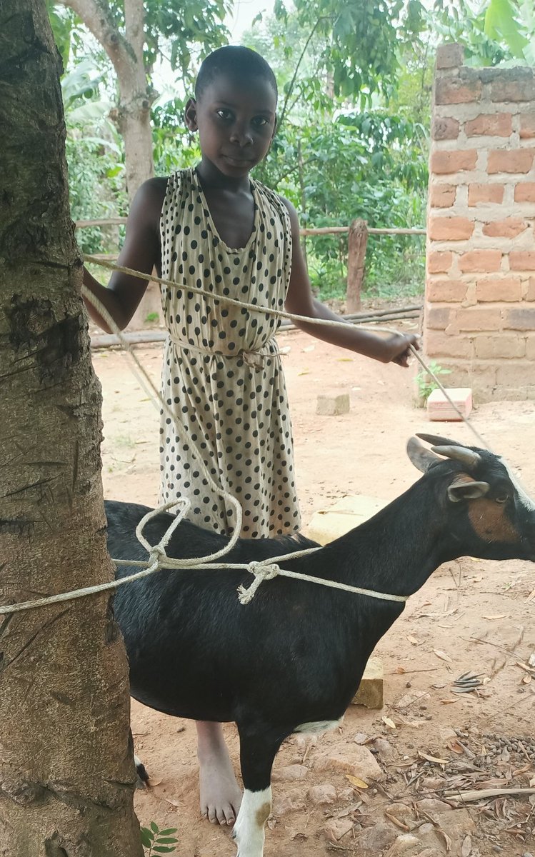 nankunda20's tweet photo. She received 1 Goat in 2019, now she has 13 Goats 🐐.
Mother finds it easy to keep her in school b'se she can sell one Goat& get school fees. Our #GoatProject is meant to support Underprivileged Girls to stay in school #GirlsFirstFund working with families to #EndChildMarriage https://t.co/vOjQ7vsP08