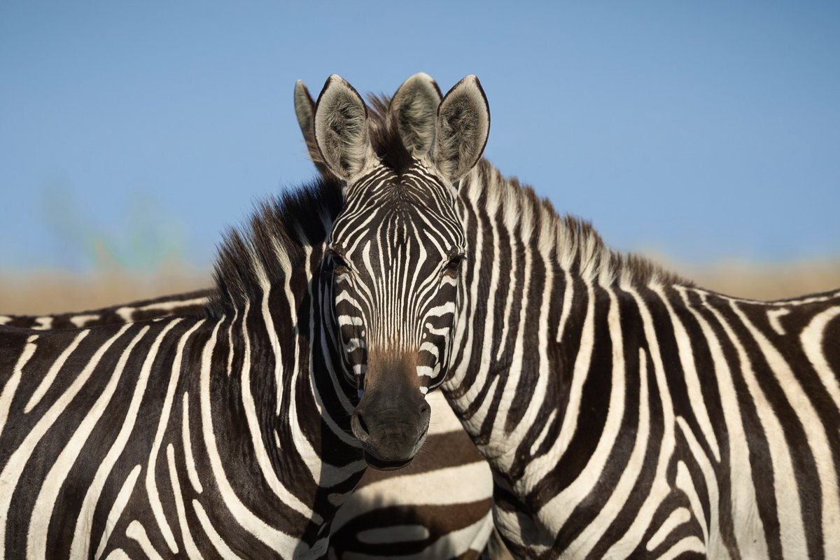 Discovery's tweet photo. Image by Sarosh Lodhi (IG: saroshlodhi)

Can you identify which zebra is in front? 🦓

#OpticalIllusions https://t.co/VvFha0YHIp