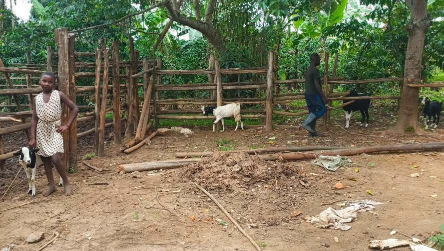 nankunda20's tweet photo. She received 1 Goat in 2019, now she has 13 Goats 🐐.
Mother finds it easy to keep her in school b'se she can sell one Goat& get school fees. Our #GoatProject is meant to support Underprivileged Girls to stay in school #GirlsFirstFund working with families to #EndChildMarriage https://t.co/vOjQ7vsP08